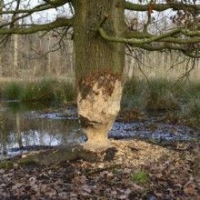 Feeding traces... Beaver (Castor fiber), tree (oak) gnawed by the beaver, typical hourglass shape,