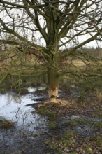 Gnawed oak... Beaver (Castor fiber), gnawing marks, gnawing marks of a beaver on an oak, tree