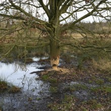 Unrecognisable feeding marks... Beaver (Castor fibre), tree (oak) gnawed by the beaver, typical