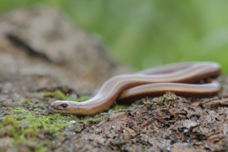Darting... Slow worm (Anguis fragilis), not a snake, belongs to the lizards, native, common,