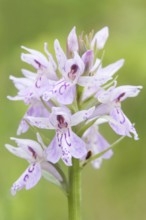 Inflorescence... Moorland spotted orchid (Dactylorhiza maculata), better known native orchid, wild