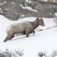 Mountain habitat... Bighorn sheep (Ovis canadensis) in winter during snowfall, struggles up a