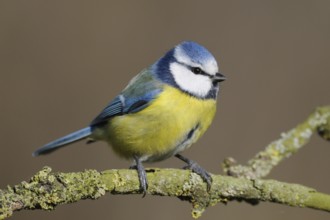 A lively guest at almost every winter feeder ... Blue tit (Cyanistes caeruleus), well-known, small