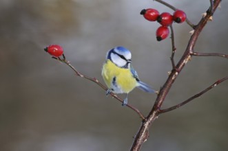Blue tit (Cyanistes caeruleus), sitting on a dog rose branch between red rose hips, well-known and