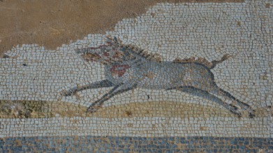 Ancient mosaic depicting a running boar, Archaeological Site, Western Excavation, Kos Town, Kos,