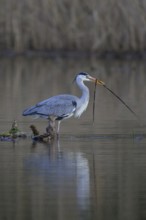 Grey heron (Ardea cinerea), standing on a floating root of a water lily with a branch in its beak,