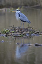 Grey heron (Ardea cinerea), male building a nest on the floating roots of the water lily, Neckar