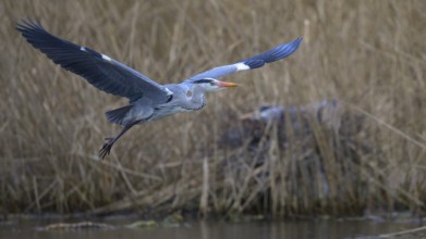 Grey heron (Ardea cinerea), in flight, heron breeding in the reeds behind, Neckar valley,