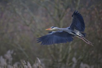 Grey heron (Ardea cinerea), in flight, Neckar valley, Baden-Württemberg, Germany