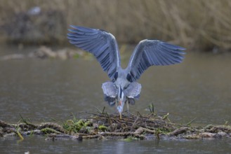 Grey heron (Ardea cinerea), copula, nest on floating roots of water lily in front of reeds, Neckar