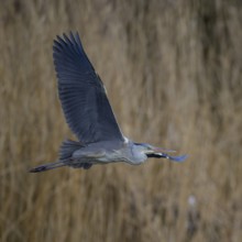 Grey heron (Ardea cinerea), in flight in front of reeds, evening light, Neckar valley,