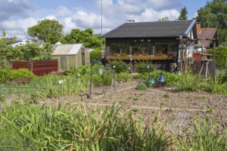 Garden shed with flower boxes in allotment garden, allotment garden, greenhouse, garden, spring,