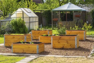 Raised beds in the garden, greenhouse, wooden boxes, allotment garden, spring, Kamen, North
