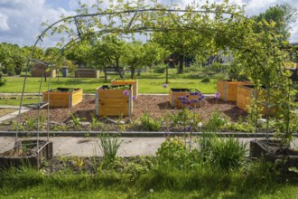 Raised beds in the allotment garden, allotment garden, spring, garden, Kamen, North
