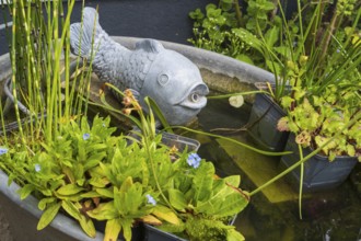 Small pond, tub with decorative fish and plants, North Rhine-Westphalia, Germany