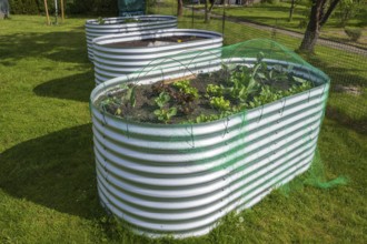 Raised beds with plants in the garden, spring, North Rhine-Westphalia, Germany