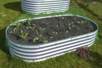 Raised bed with plants in the garden, spring, North Rhine-Westphalia, Germany