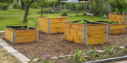 Raised beds in the garden with plants, wooden boxes, allotment garden, spring, North
