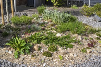 Front garden, allotment garden, gravel garden, spring, North Rhine-Westphalia, Germany