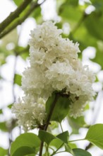 Blooming white lilac (Syringa vulgaris), North Rhine-Westphalia, Germany