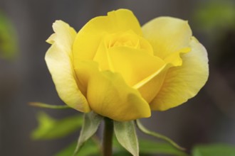 Yellow rose (Rosa), flower, North Rhine-Westphalia, Germany