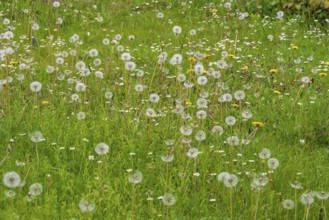Meadow with faded dandelions (Taraxacum), dandelions, North Rhine-Westphalia, Germany