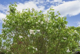 Flowering white lilac (Syringa vulgaris), shrub, North Rhine-Westphalia, Germany