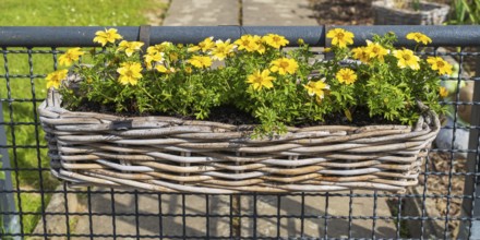 Flower box with yellow daisies, North Rhine-Westphalia, Germany