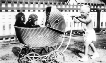 Child pushing pram with chimpanzee, baby in pram with two small monkeys, outside playing,