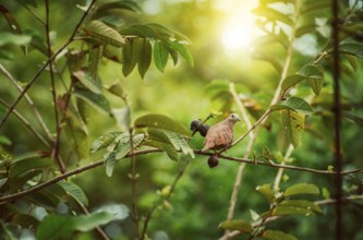 Portrait of a reddish dove on a tree branch looking at the camera