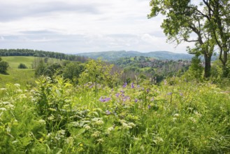 View from north-east to Sankt Andreasberg (St. Andreasberg) and the nature reserve Bergwiesen bei