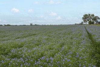 Flax field, blue flax, seed flax, common flax, flax (Linum usitatissimum), Province of Groningen,