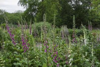 Foxglove (Digitalis purpurea) with raindrops, Slochteren, province of Groningen, Netherlands