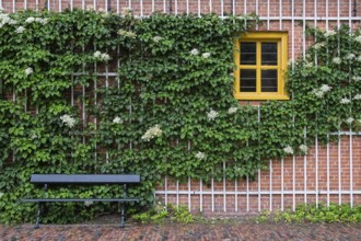Climbing hydrangea (Hydrangea petiolaris), Netherlands