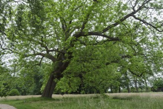 Black walnut tree (Juglans nigra), Slochteren, province of Groningen, Netherlands