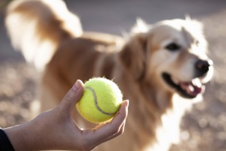 Hand holding tennis ball with golden retriever waiting. Concept of anticipation, companionship, and