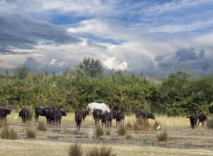 Horses and pointers in the Carmargue in the south of France