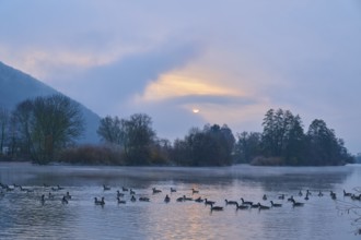 Canada geese (Branta canadensis) swimming on a river at sunrise, surrounded by misty trees,
