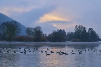 Peaceful sunrise over a misty river with Canada geese (Branta canadensis), in the water,