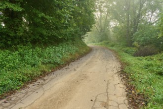 A path through a misty, green forest, Mönchberg, Miltenberg, Spessart, Bavaria, Germany