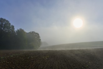 Sunny morning over a fog-covered field, Mönchberg, Miltenberg, Spessart, Bavaria, Germany