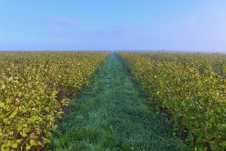 A long path through a field of currants in a misty morning sky, Mönchberg, Miltenberg, Spessart,