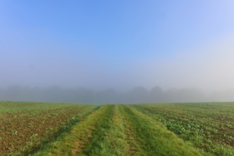 Fields under a clear sky with fog in the background, Mönchberg, Miltenberg, Spessart, Bavaria,