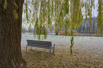 Frosty morning with a wooden bench under a tree next to a river, Laudenbach, Main, Spessart,
