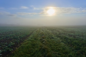 Sunny morning on foggy, green meadow and field, Mönchberg, Miltenberg, Spessart, Bavaria, Germany