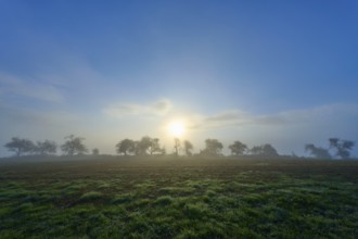Foggy sunrise over a green meadow, trees silhouetted in the morning light, Mönchberg, Miltenberg,