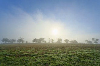 Foggy morning with light sunlight, meadow with trees in the haze, Mönchberg, Miltenberg, Spessart,