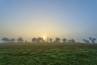 Foggy sunrise over a meadow, trees in the background, calm morning atmosphere, Mönchberg,