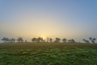Trees in the morning haze with sunrise in the background, peaceful, Mönchberg, Miltenberg,