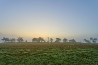 Row of trees in the fog at sunrise, quiet landscape, Mönchberg, Miltenberg, Spessart, Bavaria,